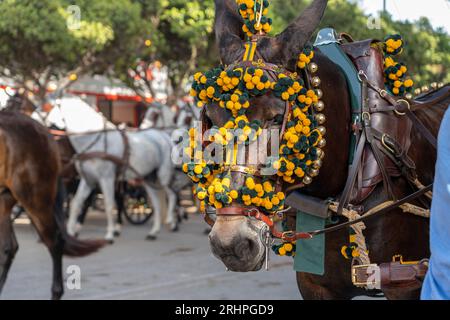 Art équestre exposé, les chevaux effectuent du dressage dans le cadre animé de Malaga Fair, un joyau de la tradition et de la fête espagnoles Banque D'Images