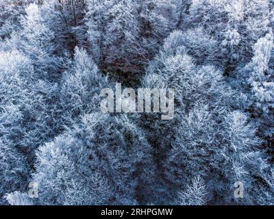 Forêt avec hoarfrost en hiver, Kastel-Staadt, Sarre, Vallée de la Sarre, Parc naturel de la Sarre-Hunsrück, Rhénanie-Palatinat, Allemagne Banque D'Images