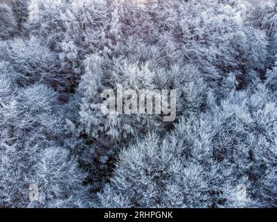 Forêt avec hoarfrost en hiver, Kastel-Staadt, Sarre, Vallée de la Sarre, Parc naturel de la Sarre-Hunsrück, Rhénanie-Palatinat, Allemagne Banque D'Images