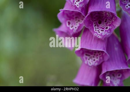 Fleurs en forme de cloche du gant de bœuf rouge (Digitalis purpurea), gros plan, Allemagne Banque D'Images