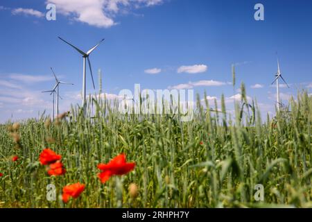 Lichtenau, Rhénanie-du-Nord-Westphalie, Allemagne - ferme éolienne dans le paysage agricole, en avant bandes fleuries sur le champ de blé, coquelicots. Banque D'Images