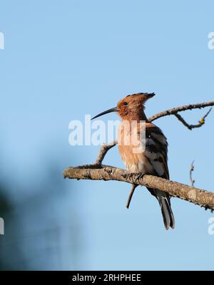 Hoopoe africain (Upupa africana), mâle adulte, Hermanus, Afrique du Sud. Banque D'Images