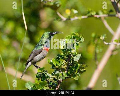 Oiseau solaire à double col du Sud (Cinnyris chalybeus), plumage mâle adulte, Hermanus, Afrique du Sud. Banque D'Images