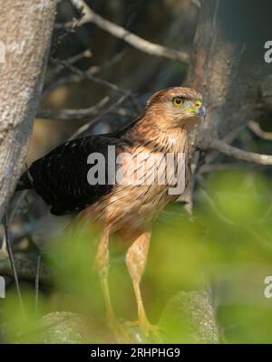 Sparrowhawk noir (Accipiter melanoleucus), plumage immature, Hermanus, Afrique du Sud. Banque D'Images