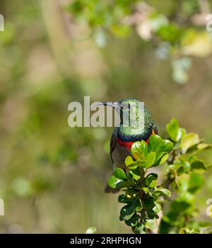 Oiseau solaire à double col du Sud (Cinnyris chalybeus), plumage mâle adulte, Hermanus, Afrique du Sud. Banque D'Images