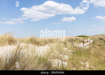 Allemagne, mer Baltique, Markgrafenheide, sable blanc sur un chemin à travers les dunes, jour d'été, Banque D'Images