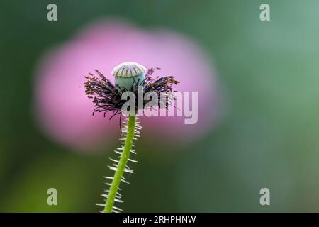 Pavot (Papaver), capsule de graines avec étamines, Allemagne Banque D'Images