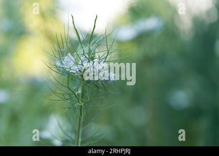 Fleur blanche de jeune fille en vert (Nigella damascena), Allemagne Banque D'Images