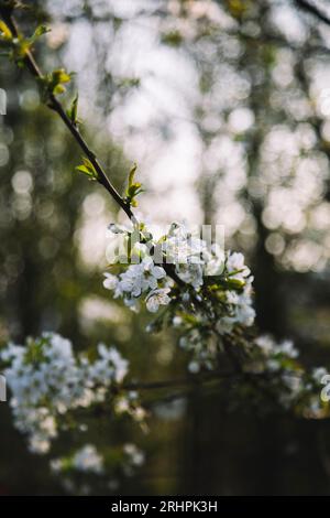 Fleurs de cerisier sauvage Banque D'Images