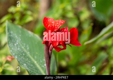 Rouge Calla Lily sur feuilles vertes fond sur un jardin de fleurs. Beaux fonds de la nature Images stock Banque D'Images