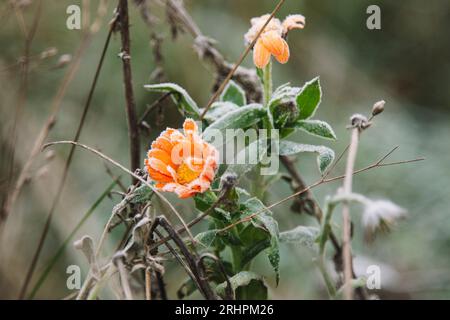 Marigold avec du gel Banque D'Images