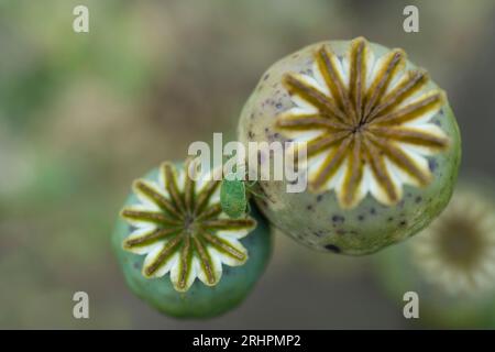 Un insecte vert puant (larve, Palomena prasina) est assis sur une gousse de coquelicot, en Allemagne Banque D'Images