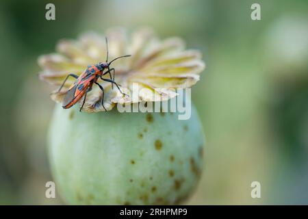 Un insecte de la cannelle (Corizus hyoscyami) est assis sur une gousse de pavot verte, en Allemagne Banque D'Images