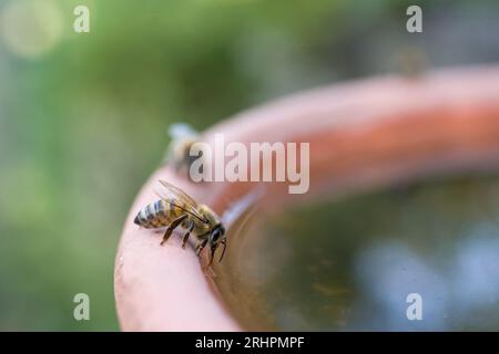 Une abeille (Apis mellifera) boit de l'eau dans un bol, en Allemagne Banque D'Images