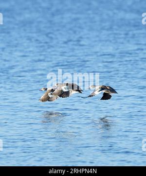 Teals du Cap (Anas capensis) au lagon de Bot River, Overberg, Afrique du Sud. Banque D'Images