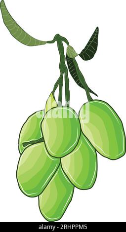 un bouquet de divers fruits de mangue verte ensemble Illustration de Vecteur