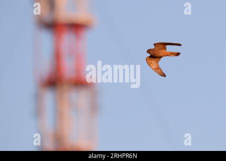 Allemagne, Mer du Nord, Heligoland, falcon, Kestrel, Falco tinnunculus, en vol, en vol Banque D'Images