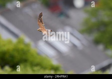 Allemagne, Mer du Nord, Heligoland, falcon, Kestrel, Falco tinnunculus, en vol, en vol Banque D'Images