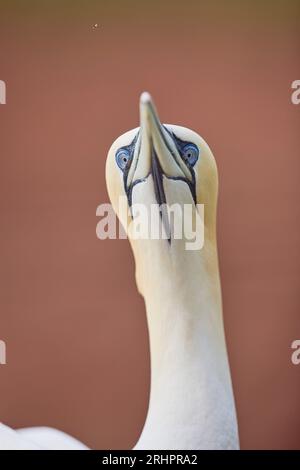 Allemagne, Mer du Nord, Heligoland, Gannet, Morus bassanus, portrait, frontal Banque D'Images