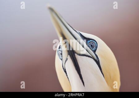 Allemagne, Mer du Nord, Heligoland, Gannet, Morus bassanus, grippe aviaire, yeux, décoloration Banque D'Images