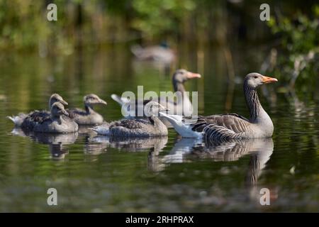 Allemagne, Mer du Nord, Heligoland, falcon, Greylag Goose, Anser anser, famille, poussins, parents Banque D'Images