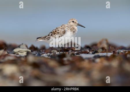 Allemagne, Mer du Nord, Heligoland, Sanderling, Calidris alba Banque D'Images