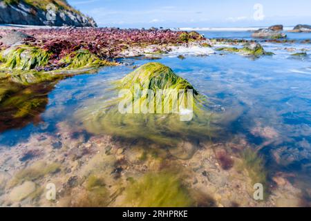 Hiddensee, plage en face d'une falaise pleine d'algues Banque D'Images