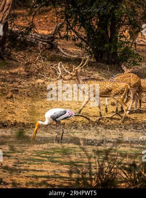 Paysage et faune dans le jardin botanique au Sri Lanka Banque D'Images