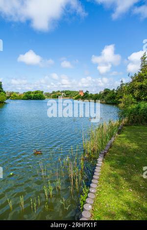 Oies nageant dans l'étang du village à Wenningstedt sur l'île de Sylt Banque D'Images