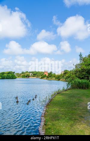 Oies nageant dans l'étang du village à Wenningstedt sur l'île de Sylt Banque D'Images