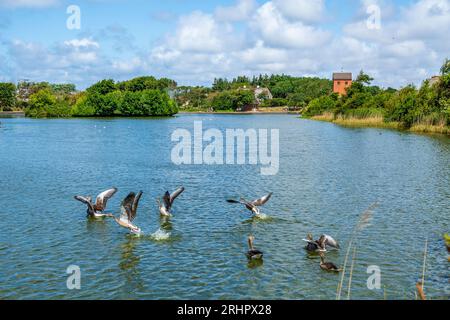 Oies volantes dans l'étang du village à Wenningstedt sur l'île de Sylt Banque D'Images