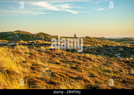 Herbes et paysage de dunes près de Kampen sur Sylt dans la lumière du soir, phare 'Quermarkenfeuer Rotes Kliff' en arrière-plan Banque D'Images