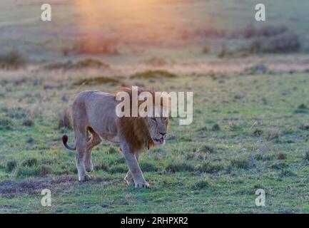 Lion cranté (Panthera leo) après le lever du soleil dans la savane d'herbe, Maasai Mara Game Reserve, Kenya Banque D'Images