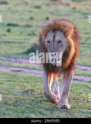 Lion cranté (Panthera leo) après le lever du soleil dans la savane d'herbe, Maasai Mara Game Reserve, Kenya Banque D'Images