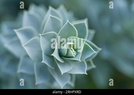 Feuilles bleu-vert de l'euphorbia myrsinites (Euphorbia myrsinites), Allemagne Banque D'Images