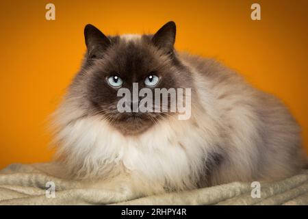 Chat birman dans le studio photo Banque D'Images