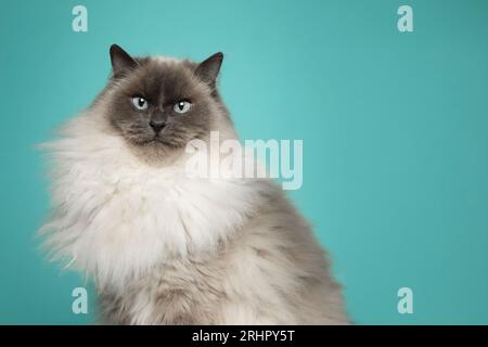 Chat birman dans le studio photo Banque D'Images