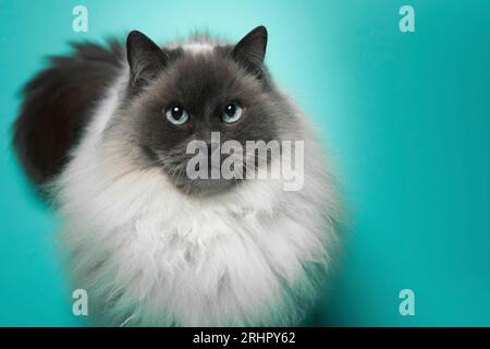 Chat birman dans le studio photo Banque D'Images