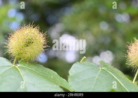 Vue rapprochée d'un fruit immature d'une vigne puante de fleur de passiflore (Passiflora foetida) Banque D'Images