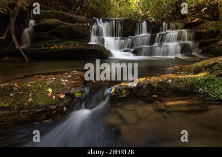 L'eau coule sur les chutes inférieures du ruisseau Crow à l'ombre d'une caverne de Laurier et de rhodedendron. Banque D'Images