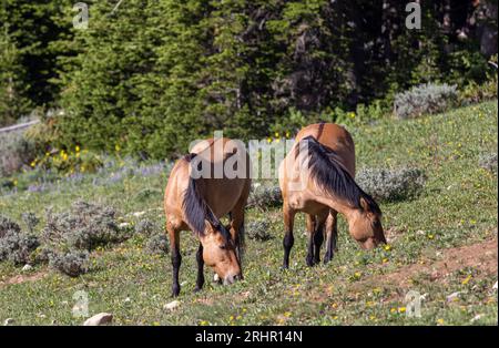 Chevaux sauvages dans les montagnes Pryor Wild Horse Range Montana en été Banque D'Images