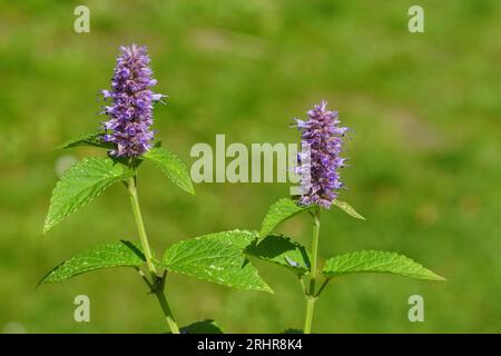 Gros plan hysope d'anis florissant (Agastache foeniculum), famille des Lamiacées. Jardin hollandais, été, août Banque D'Images