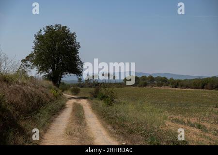 Girona, Espagne. 18 août 2023. La route forestière qui relie Colomers à Vilopriu est vue avec des signes de sécheresse sous des températures qui sont autour de 30 degrés Celsius. La Catalogne vit immergée dans une grande sécheresse et sous les premiers États d’urgence dus au manque d’eau. Dans 22 municipalités, les restrictions déterminent une consommation maximale d'eau de 200 litres par personne et par jour maximum. (Photo de Paco Freire/SOPA Images/Sipa USA) crédit : SIPA USA/Alamy Live News Banque D'Images