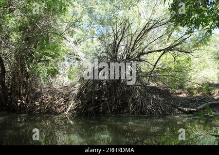 buisson mort près d'une rivière Banque D'Images