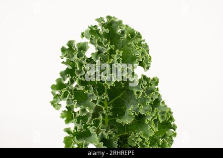 Feuille de chou vert isolée en gros plan Banque D'Images