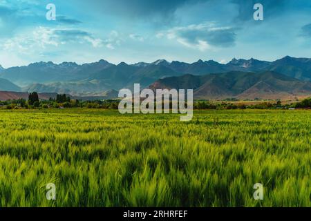 Beau paysage avec champ d'été sur fond de montagnes Banque D'Images