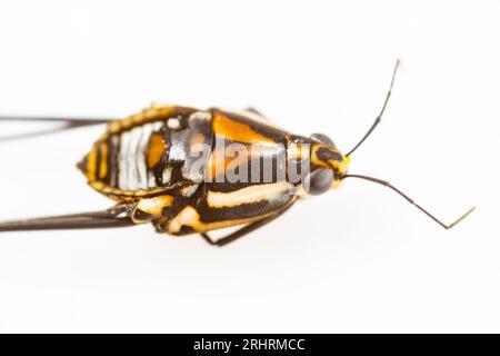 Insecte aquatique de la famille des gerridae, connu sous le nom de tailleurs, Water Strider, et Jesus Bug et au Brésil, ils sont appelés araignée d'eau ou insecte Jésus, Banque D'Images