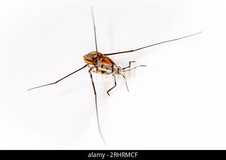 Insecte aquatique de la famille des gerridae, connu sous le nom de tailleurs, Water Strider, et Jesus Bug et au Brésil, ils sont appelés araignée d'eau ou insecte Jésus, Banque D'Images