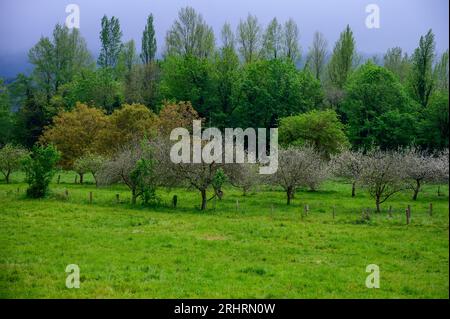 Vergers de pommiers dans les Asturies, fleurs blanches printanières de pommiers, production de cidre célèbre dans les Asturies, région de Comarca de la Sidra, Espagne. Banque D'Images