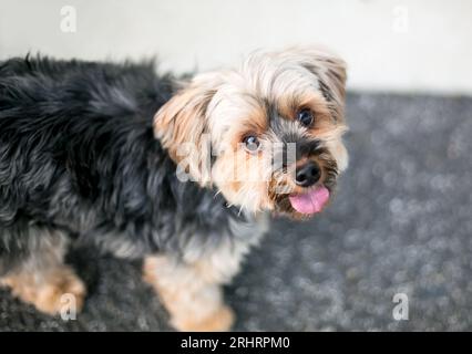 Un chien mignon Yorkshire Terrier de races mixtes avec une expression joyeuse Banque D'Images